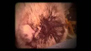 Cat Dreaming on Werner Herzog