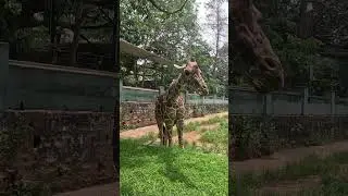 Girraffe