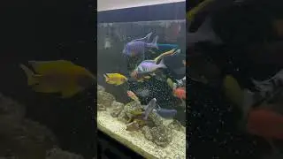 Feeding African Cichlids the Good Stuff!