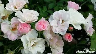 Роза Флорибунда./Роза флорибунда Тутти Фрутти.//Дача, 7.07.19