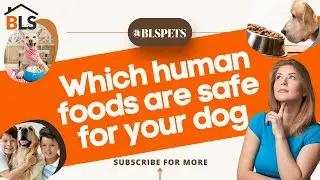 AMAZING Facts - Best Dog Food - Which Human Foods Are Safe For Your Dog? 🐶🐶🐶