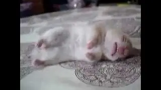 Милый спящий хомяк / Сute hamster sleeps