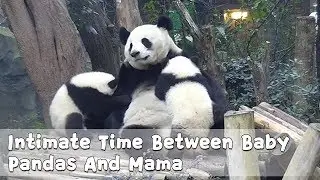 Intimate Time Between Baby Pandas And Mama | iPanda