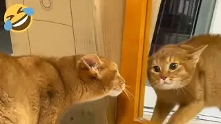Cats vs. Mirrors 😹 The FUNNIEST Cat Videos
