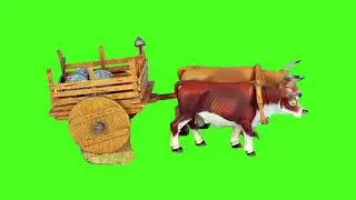 Green Screen Cow Pulling Cart No Copyright Free To Use (Chroma Key)