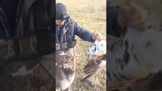 ОХОТА НА ГУСЯ 2023!