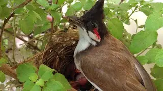 Red vented Bulbul feeding her newly born babies