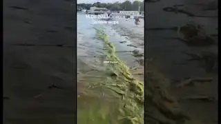 Чёрное море стало зелёным 🤔