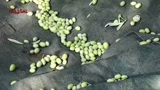 Soma'da kuraklık zeytinyağı üretimini düşürdü: Üreticinin maliyet yükü artıyor