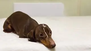 Bad Dachshund Overthrown