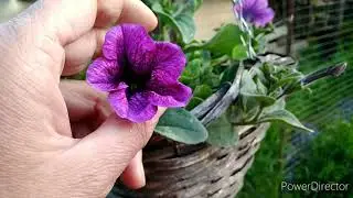 Дача, обзор сада на конец мая