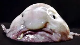 PAÑORDO