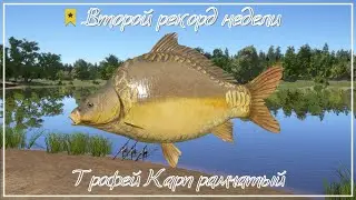 Трофей Карп рамчатый - рекорд недели СНГ - РР4┃maXS1k