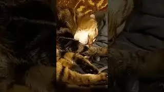 богатырский храп кота