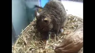 Crias de degu