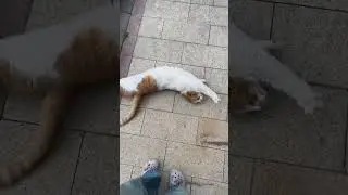 Would you pet this kitty? | Video author: @moviesnack60