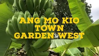 Ang Mo Kio Town Garden West and Kebun Bahru Bird Singing