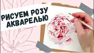 Как нарисовать розу акварелью — kalachevaschool.ru —  Пошаговый урок Вероники Калачевой