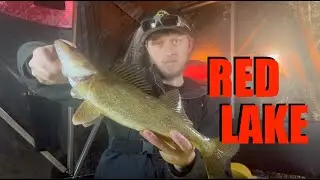RED LAKE Ice Fishing Is CRAZY! - Limiting Out!