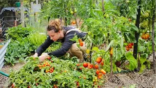 5 Steps to a Beautiful and Productive No Dig Garden  - Free Range Homestead Ep 37