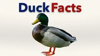 Duck Facts