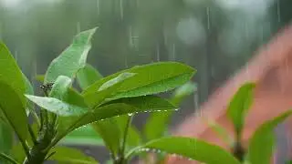 My first composition using Adobe premiere pro on a 10 year old PC
