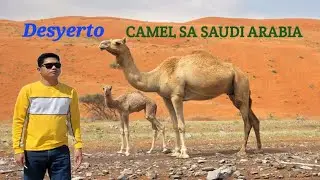 Desyerto at Camel sa Saudi Arabia | Roadtrip sa Saudi