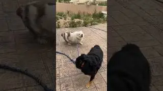 How my deaf blind dog plays with her sister 😭