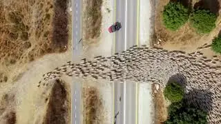 1700 koyundan oluşan sürünün eşsiz dron görüntüleri