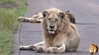 The Most Beautiful Lion In The Wild