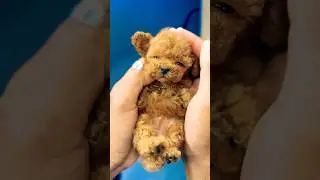 On my nose holes #funny #poodle #puppy #pets #shorts