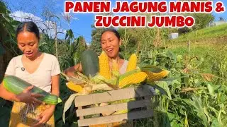 PANEN JAGUNG MANIS LIAR PERTAMA KALI TAHUN 2024