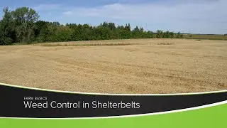 Weed Control in Shelterbelts