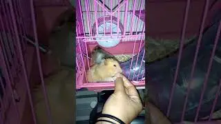 Doodi siHamster