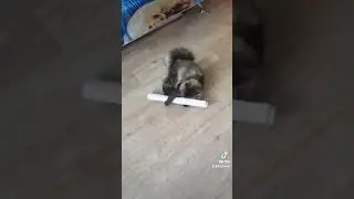 Две кошки и один кот# Кот Лёпка и обои .# Великолепный кот.#