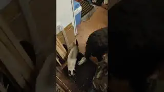 Сиамская кошка - Симба проверяет что у Тумана на ужин. Вахтельхунд.
