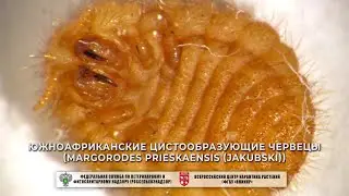 Южноафриканские цистообразующие червецы (Margorodes prieskaensis (Jakubski))