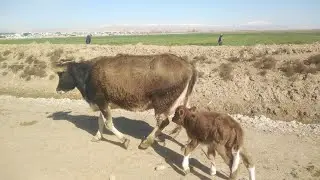 BOLALI SIGIRLAR NARHLARI TUSHDI ARZON BO'LIB QOLDI QIZIRIQ MOL BOZORI 2022 