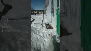 наши любимки #мыдеревенские