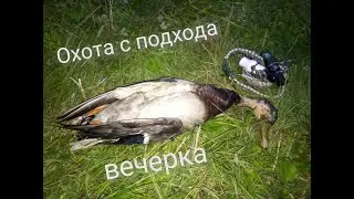 охота на утку с подхода вечерка