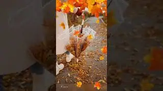 Осень  | Красивые Видео 