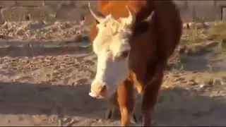 Ха ха ха !!!