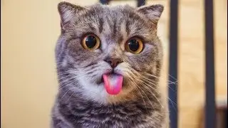 EN KOMİK KEDİ VİDEOLARI 1-  FUNNY ANIMALS (GÜLME GARANTİLİ!)