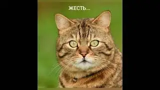 КОРОТКОМЕТРАЖНЫЙ СЕРИАЛ 