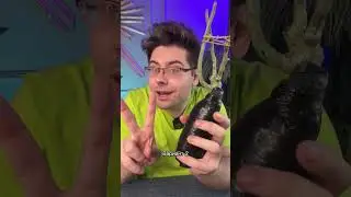 Как правильно сохранить саженцы из коробки до посадки в грунт