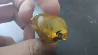 Янтарь инклюз / Amber inclusion / kehribar dahil / إدراج العنبر / Bernsteineinschluss / 琥珀內含物