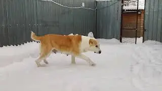 Фергана