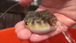 Poisonous Puffer Fish