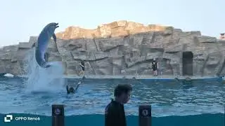 Батуми, Дельфинарий