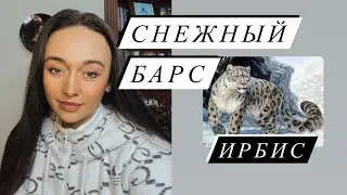 Снежный барс (ирбис)- ваше тотемное животное#